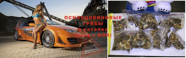 стаф Тавда